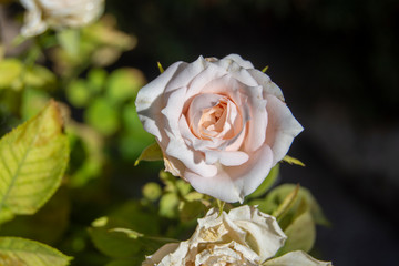 Rosa b lanca en jardín