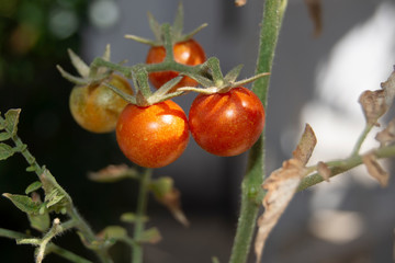 Tomates cherry maduros