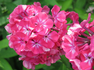 pink Phlox grow in the garden in summer
