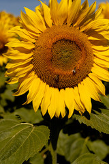 Sonnenblumen mit Bienen 2