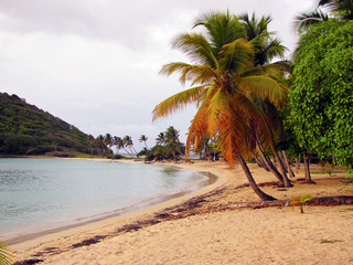 Plage tropicale des îles grenadines bordée de sable fin et de palmiers aux couleurs chatoyantes...