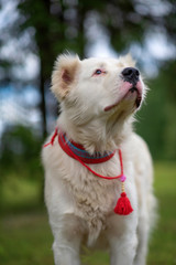 Close-up portrait of a pensive handsome alabai.