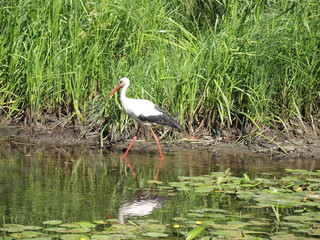 Obraz na płótnie Canvas white stork in the pond
