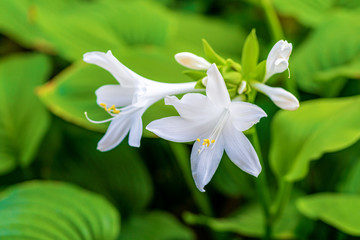Fototapeta premium White hosta (Hosta plantaginea) flowers