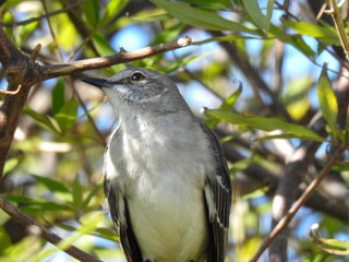 Mockingbird Perched in a Tree in Florida