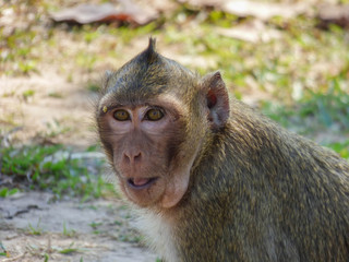Wild Macaque in Angkor Wat, Cambodia