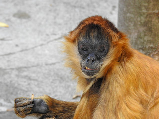 Spider Monkey with Severe Under bite