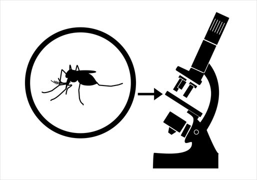 Mosquito del Nilo visto al microscopio