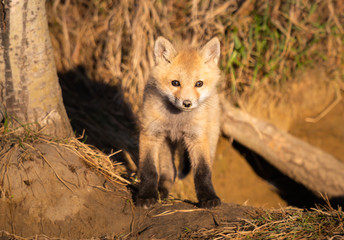 Red fox kits in the wild