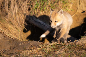 Red fox kits in the wild