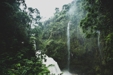 Hawaii rain forest and waterfall 
