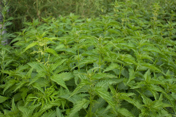 Lots of green nettles in summer
