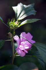 butterfly on a flower
