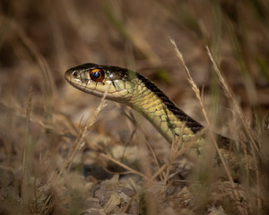 GARTER SNAKE CLOSE UP 