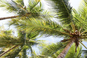 Obraz premium coconut palm tree