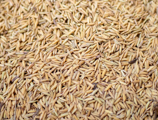 pile of paddy rice or rice seed texture background