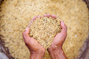 Close up of jasmine rice seed in farmer hand on Paddy background
