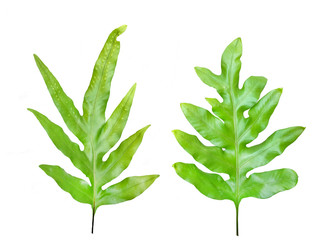 Naklejka premium two of green fern leaves isolated on white background