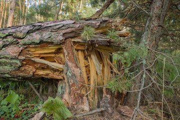 Fallen very old tree with roots