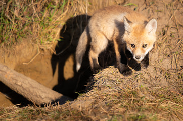 Red fox kits in the wild