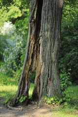 Vergänglichkeit, absterbende Linde