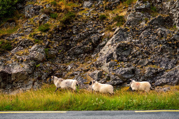 Fototapeta premium Three white sheep run by a road, Rough mountain texture in the background.