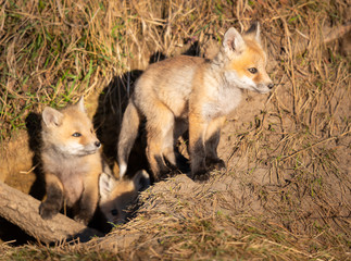 Red fox kits in the wild