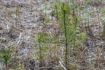 young conifers in spring on a background of dry grass