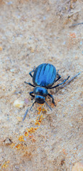 The insects of the beetle family Chrysomelidae commonly known as leaf beetles