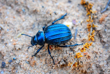 The insects of the beetle family Chrysomelidae commonly known as leaf beetles