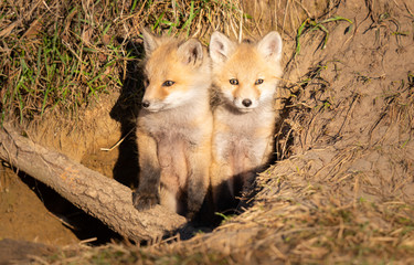 Naklejka premium Red fox kits in the wild
