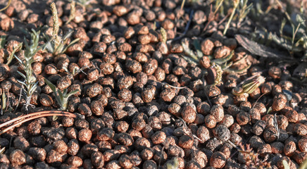 Rabbit feces Natural Fertilizer close up