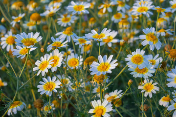 Fototapeta premium Argyranthemum (marguerite, marguerite daisy, dill daisy)
