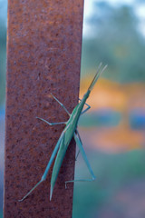 Mantodea Green Insect wildlife close up