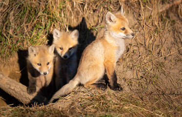 Fototapeta premium Red fox kits in the wild