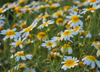 Argyranthemum (marguerite, marguerite daisy, dill daisy)