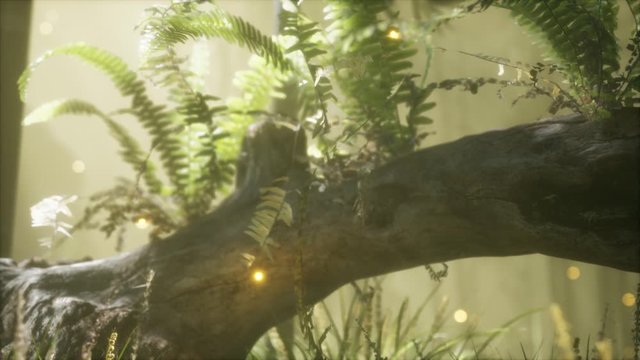 horizontally bending tree trunk with moss and ferns growing on it, and sunlight shining