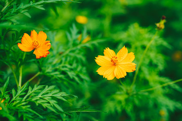 Close-up of yellow starburst flowers and beautiful green bokeh. Flower garden