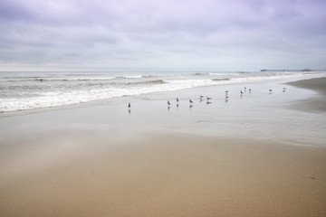 A group of sea gulls on the beach in North Myrtle Beach South Carolina.