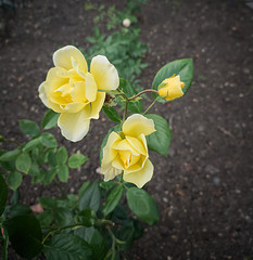yellow flower on a green background