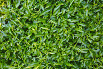 green leafs background texture garden vegetal pattern 