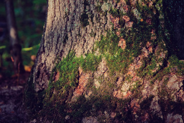 Obraz premium Tree trunk overgrown with moss
