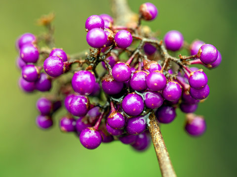 Closeup of purple berries on a Callicarpa bodinieri shrub with a green background