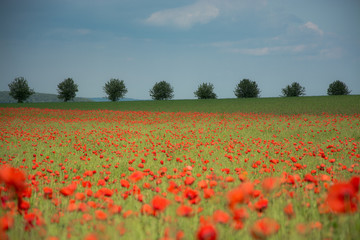 Feld mit Mohnblumen vor Allee