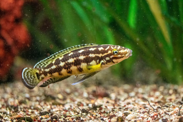 Wonderful and beautiful underwater world with tropical fish.