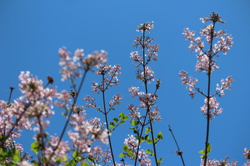 pink flowers with blue sky background