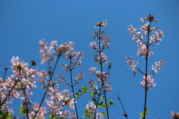 pink flowers with blue sky background