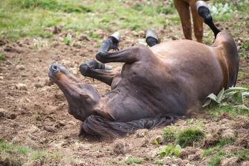 Wild free horses eating and walking in Pirin mountain, Bulgraia. Moving around.