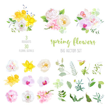 Pink and  white peony, yellow daffodils, wild rose, white poppy, violet orchid, hydrangea flowers and mix of spring plants and herbs big vector collection