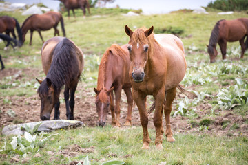 Wild free horses eating and walking in Pirin mountain, Bulgraia. Moving around.